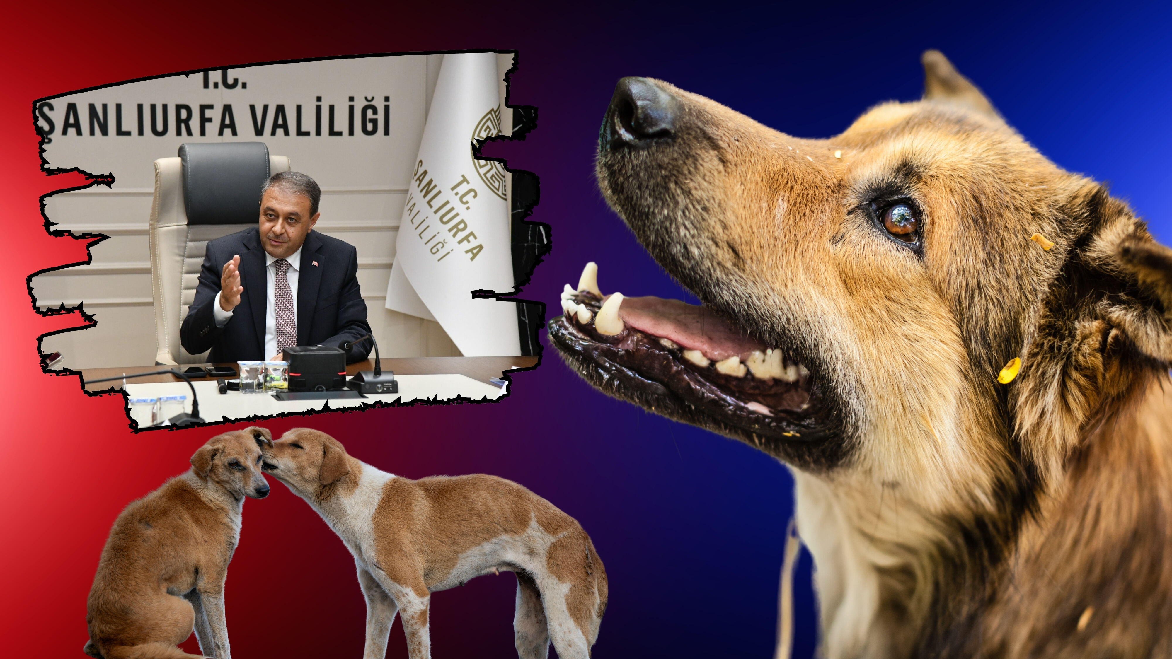 Şanlıurfa’da Sahipsiz Hayvanlar Toplanıyor! (1)