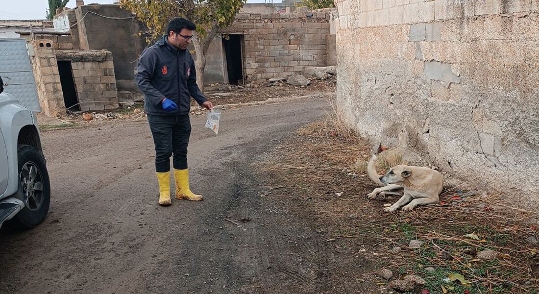 Şanlıurfa’da Kediler Ve Köpekler İçin Kritik Aşılamalar Başladı!