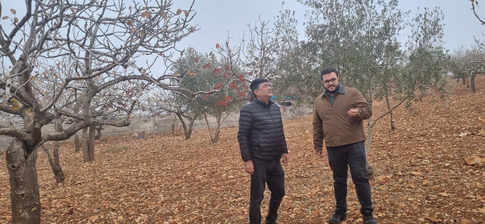 Bozova’da Fıstık Bahçelerinde Sessiz Tehlike Ziraat Doktorları Harekete Geçti Görsel 3