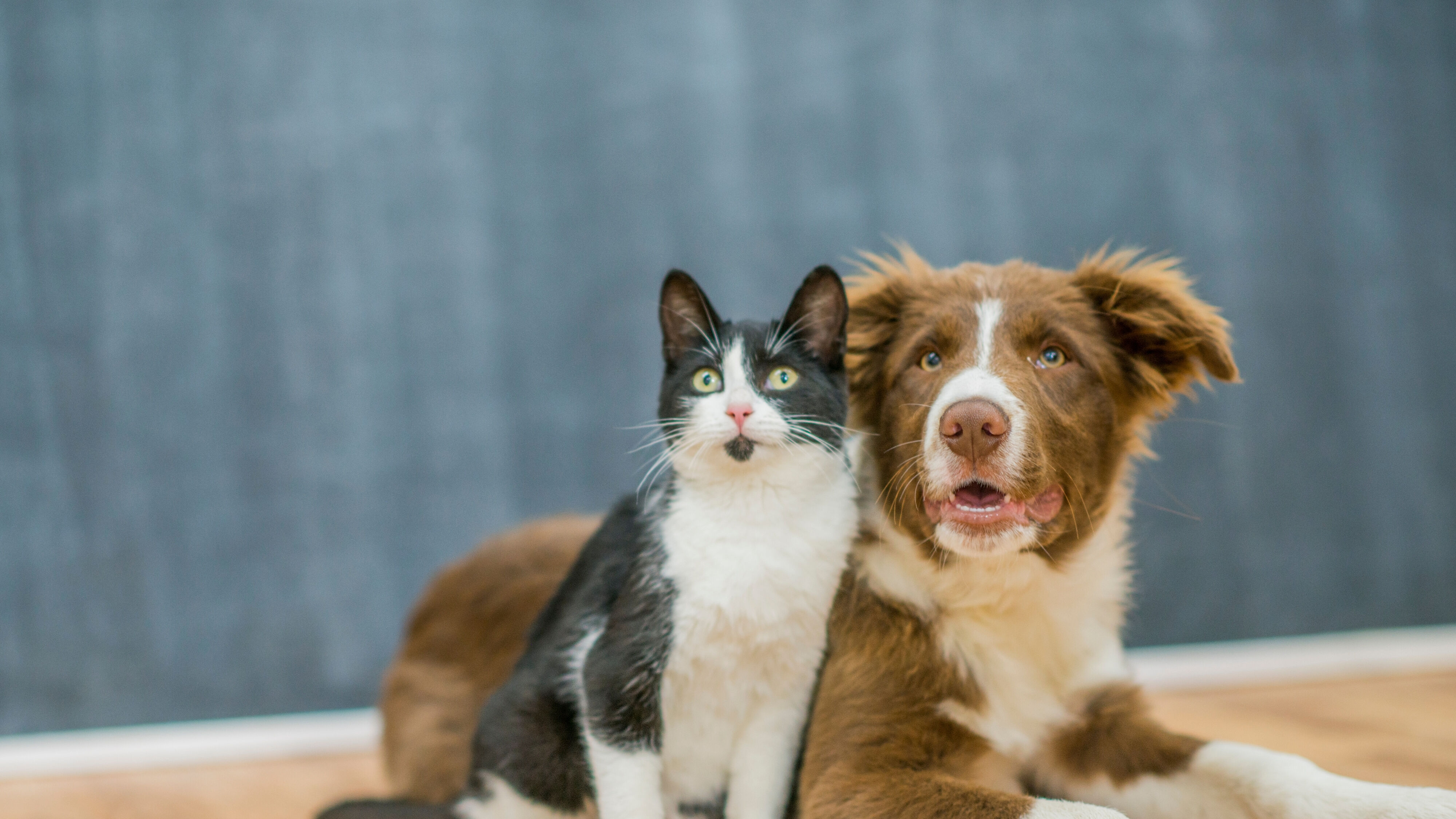 Kedi Köpek Görsel 3