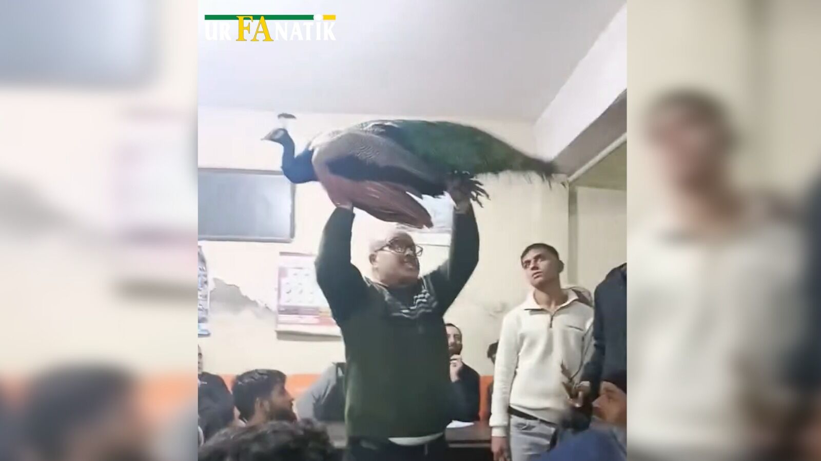 Tavus Kuşu