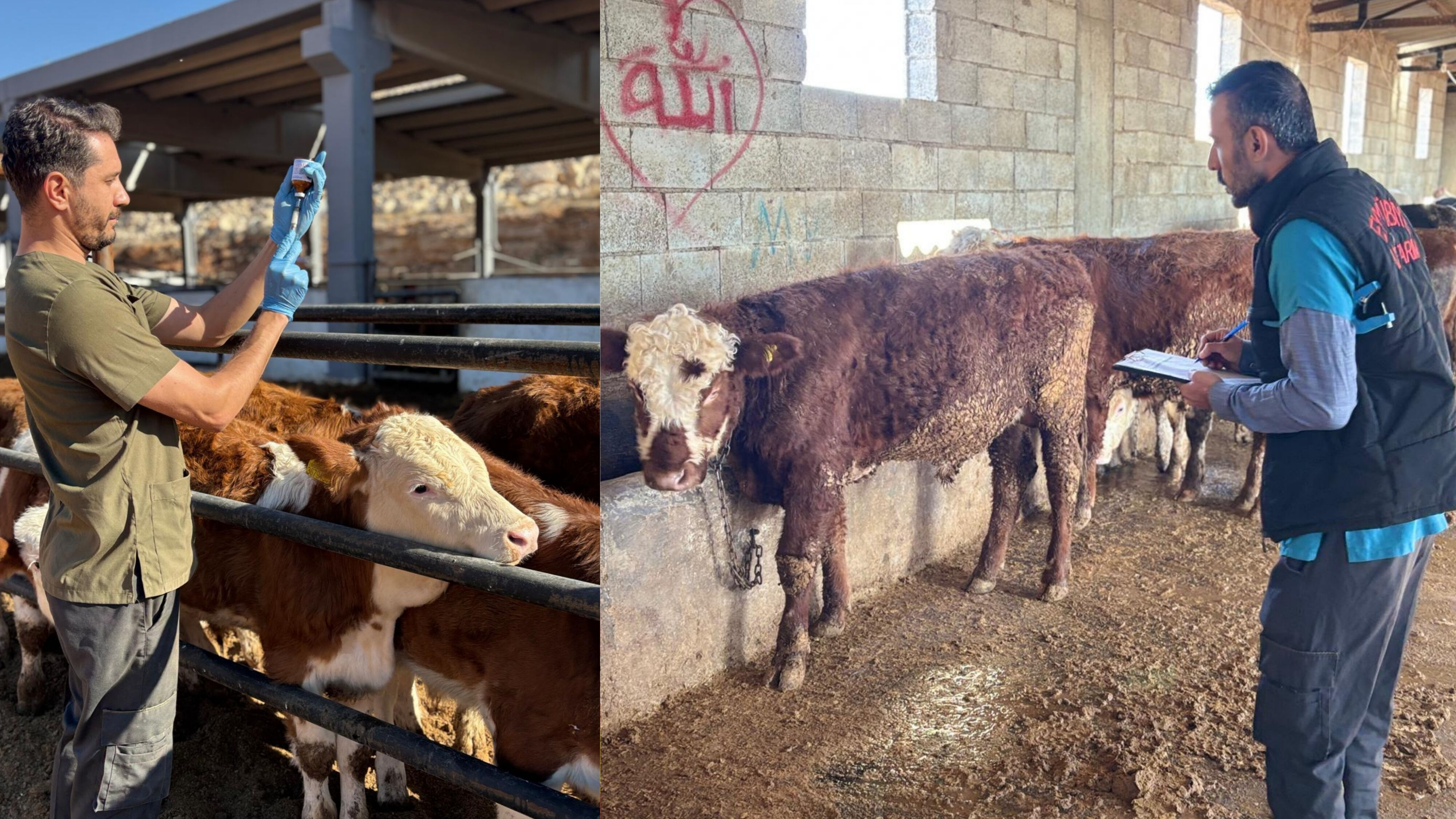 Veteriner Hekimler Görev Başında Kan Örnekleri Alındı, Aşılar Yapıldı Görsel 2