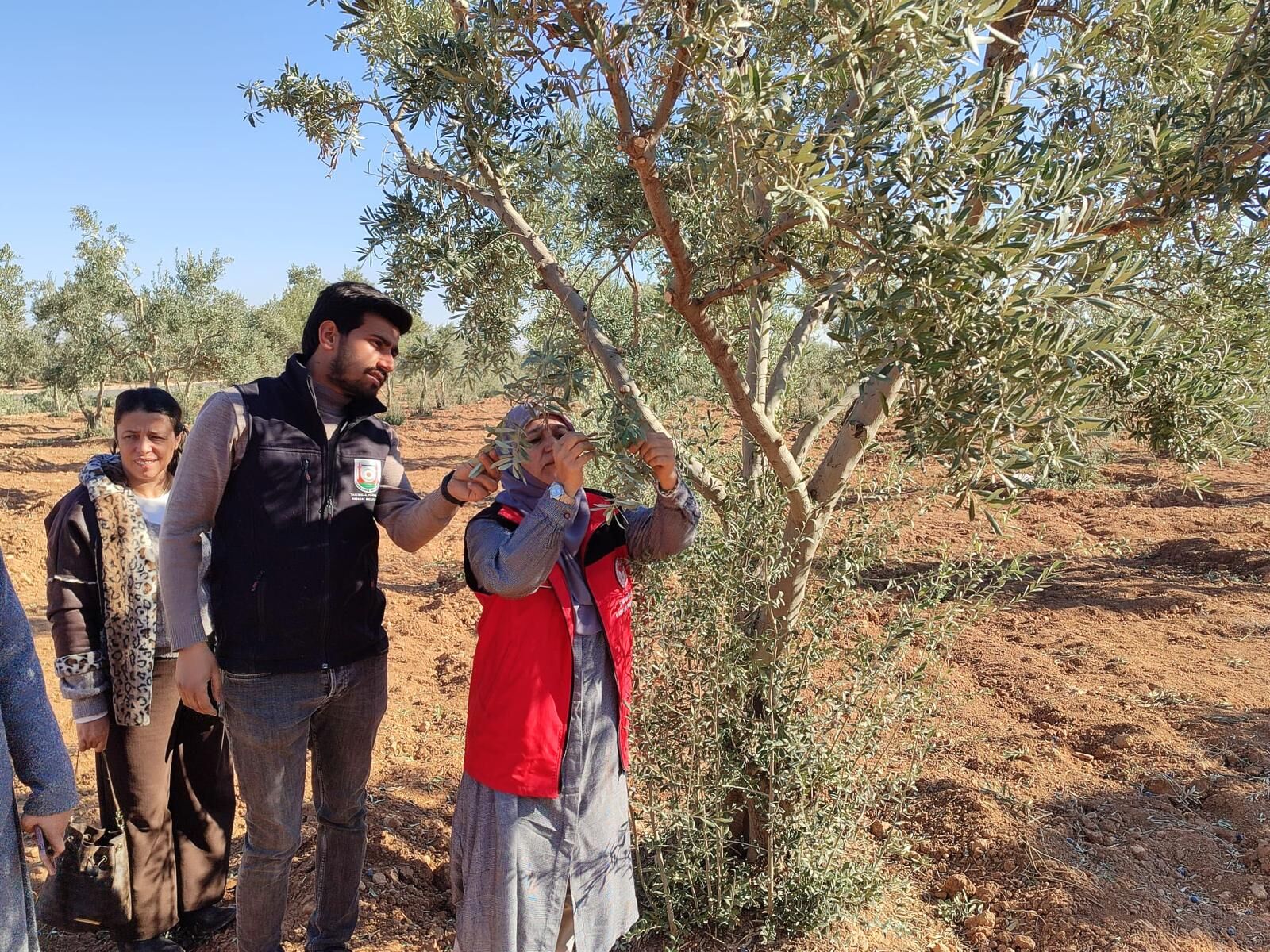 Zeytin Tarlası 1