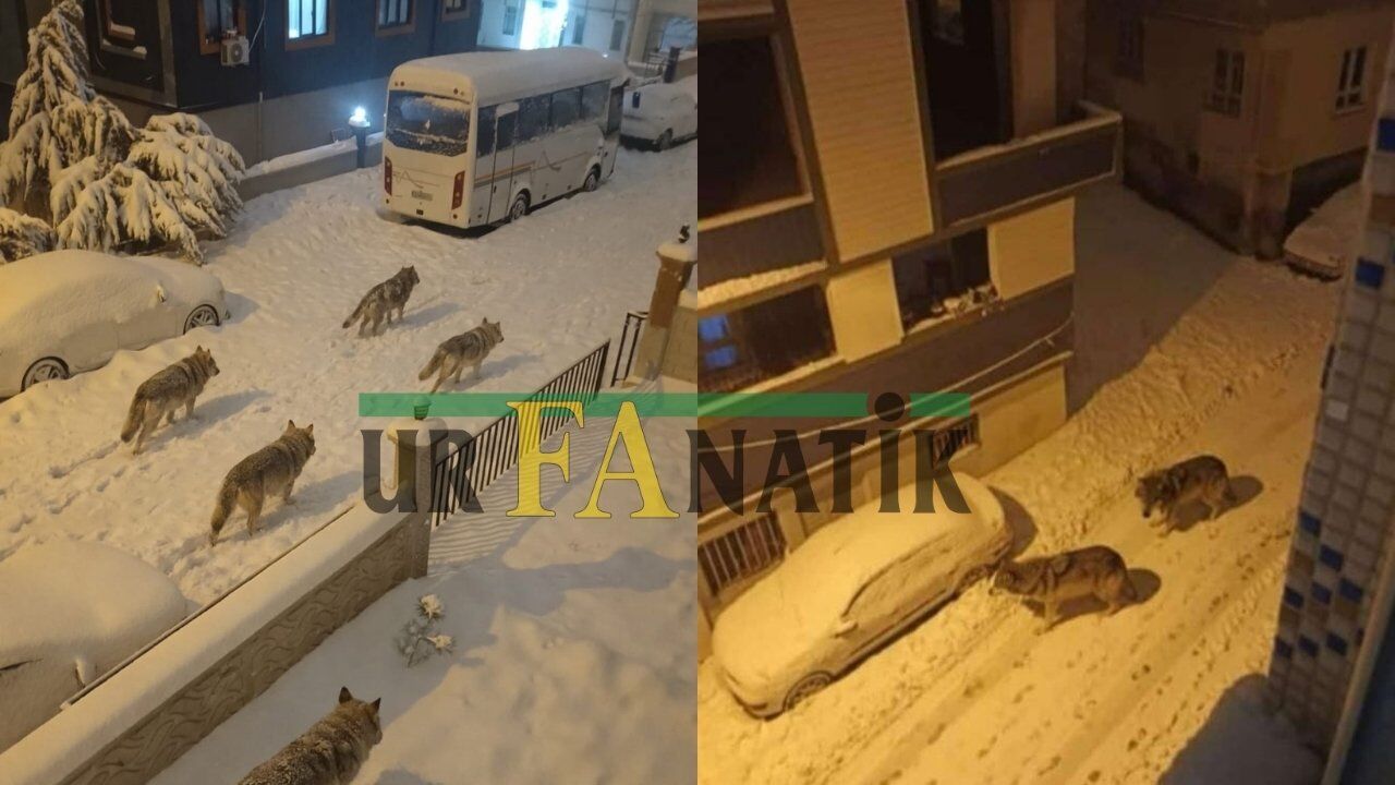 Şanlıurfa'da “Kurtlar Şehre İndi Gerçeği Ortaya Çıktı (3)