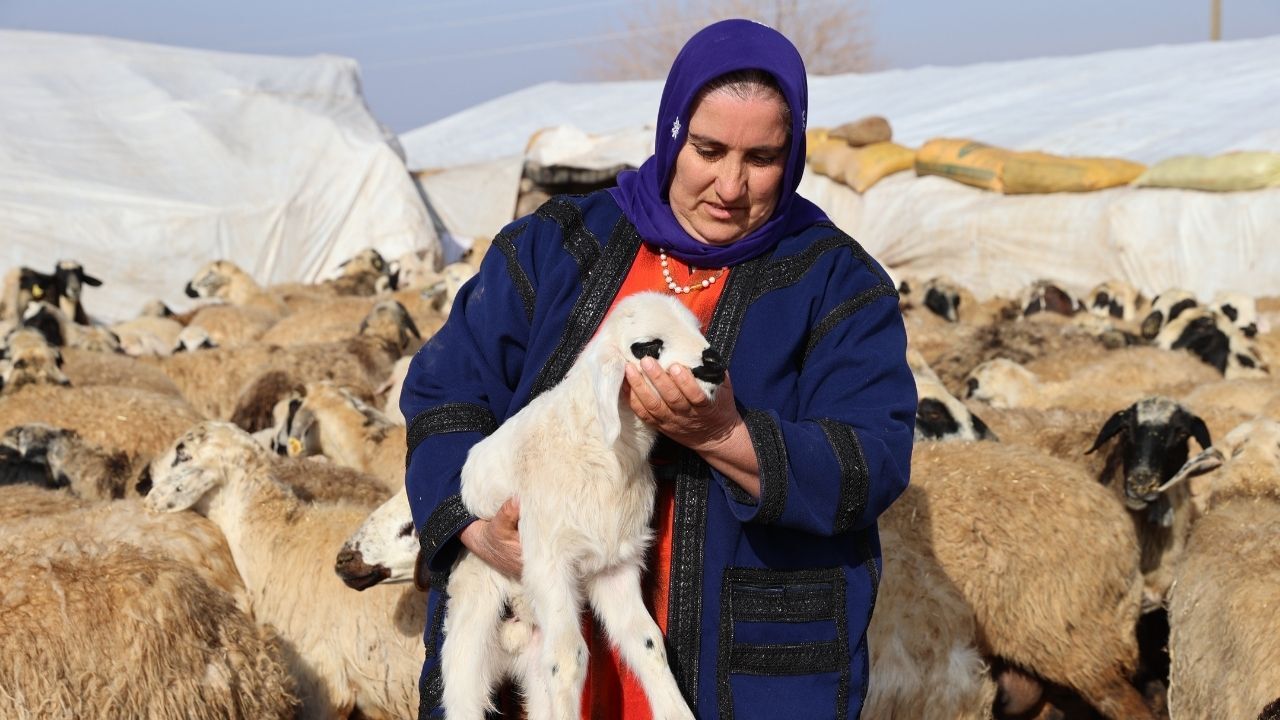 Besici Gücan Hızlan Şanlıurfa Hilvan Küçükbaş Koyun (3)