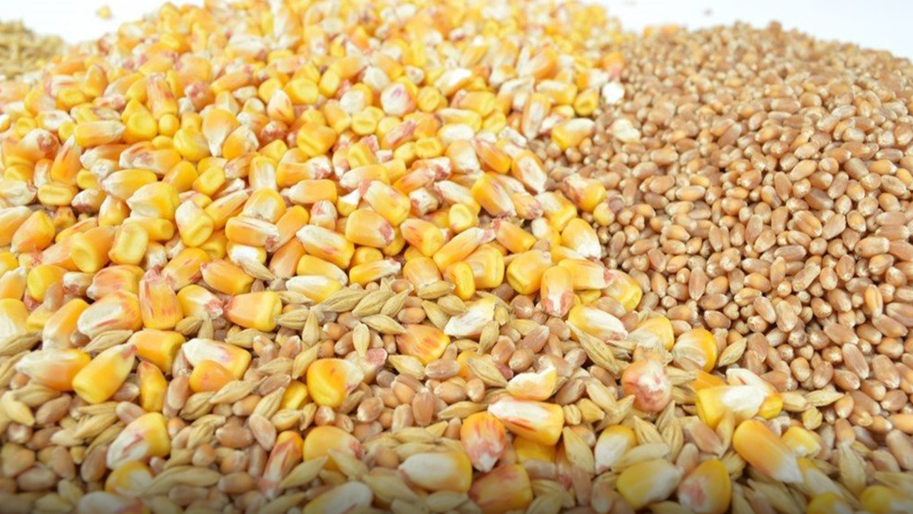 Buğday, Arpa, Mısır, Mercimek… Şanlıurfa’da Fiyatlar Ne Kadar Oldu?