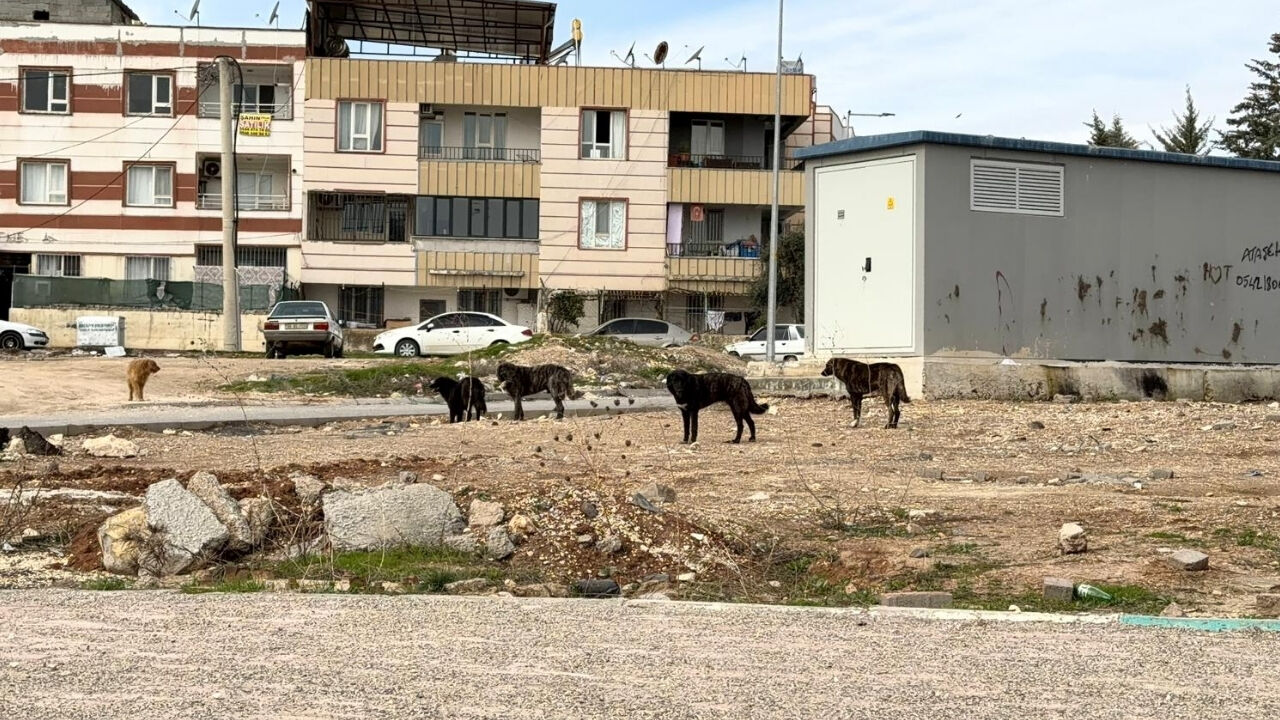 Şanlıurfa'da Sokak Köpekleri Tehlike Saçıyor (5)