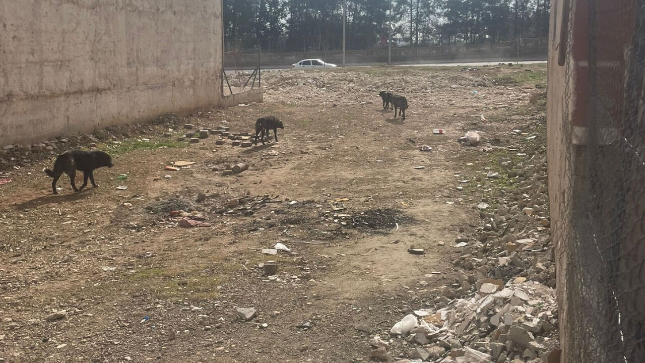 Şanlıurfa'da Sokak Köpekleri Tehlike Saçıyor (6)