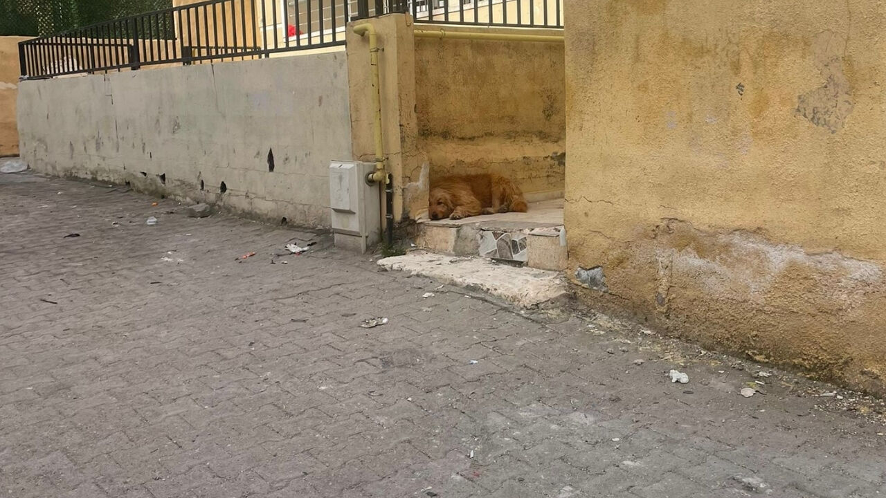 Şanlıurfa'da Sokak Köpekleri Tehlike Saçıyor (7)