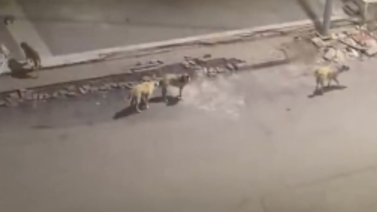 Sokak Köpekleri (1)