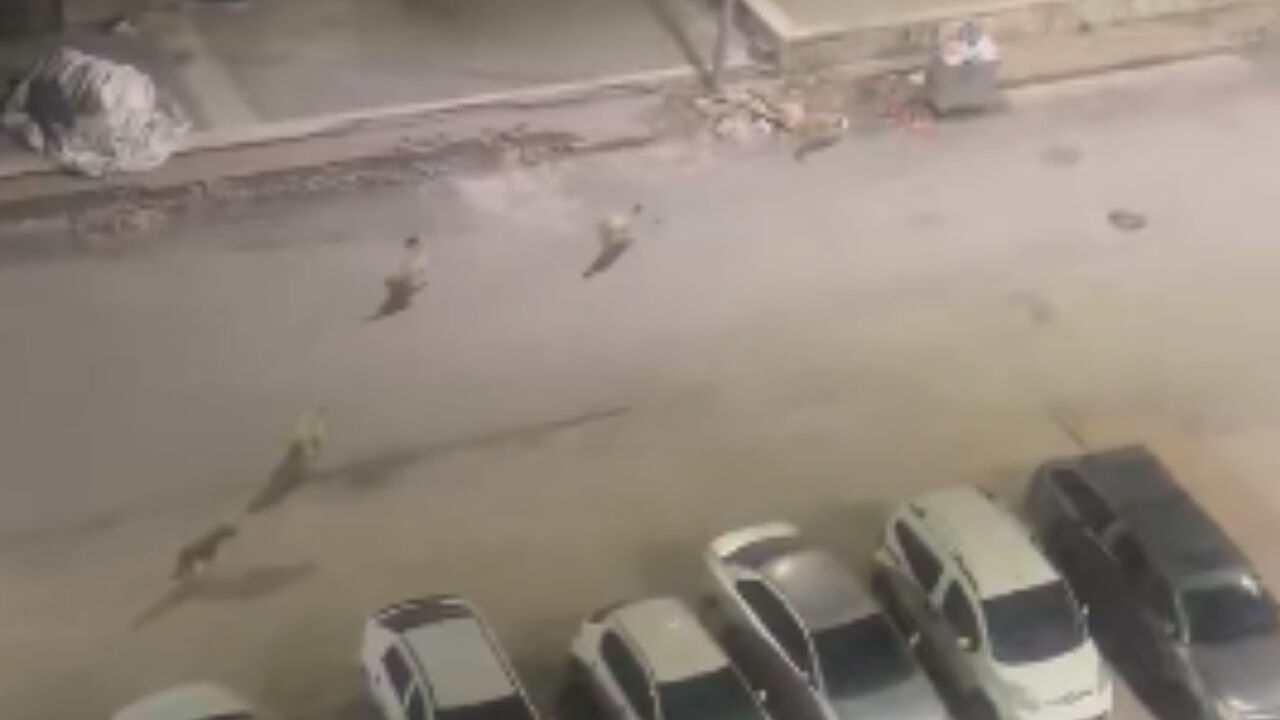 Sokak Köpekleri (2)