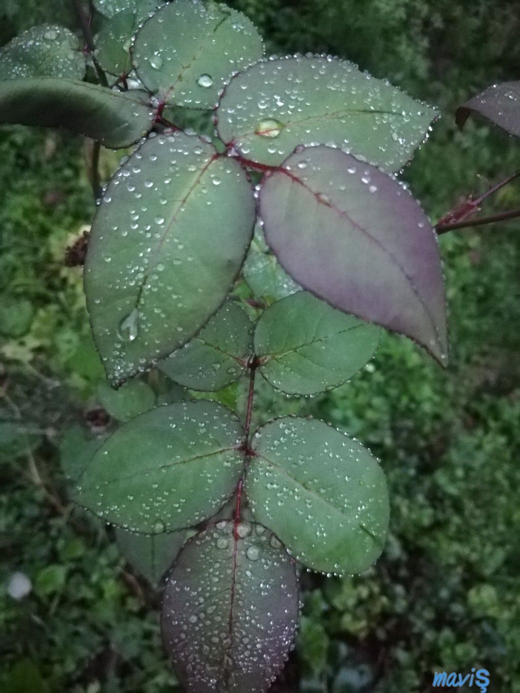 Toprak Kokusu