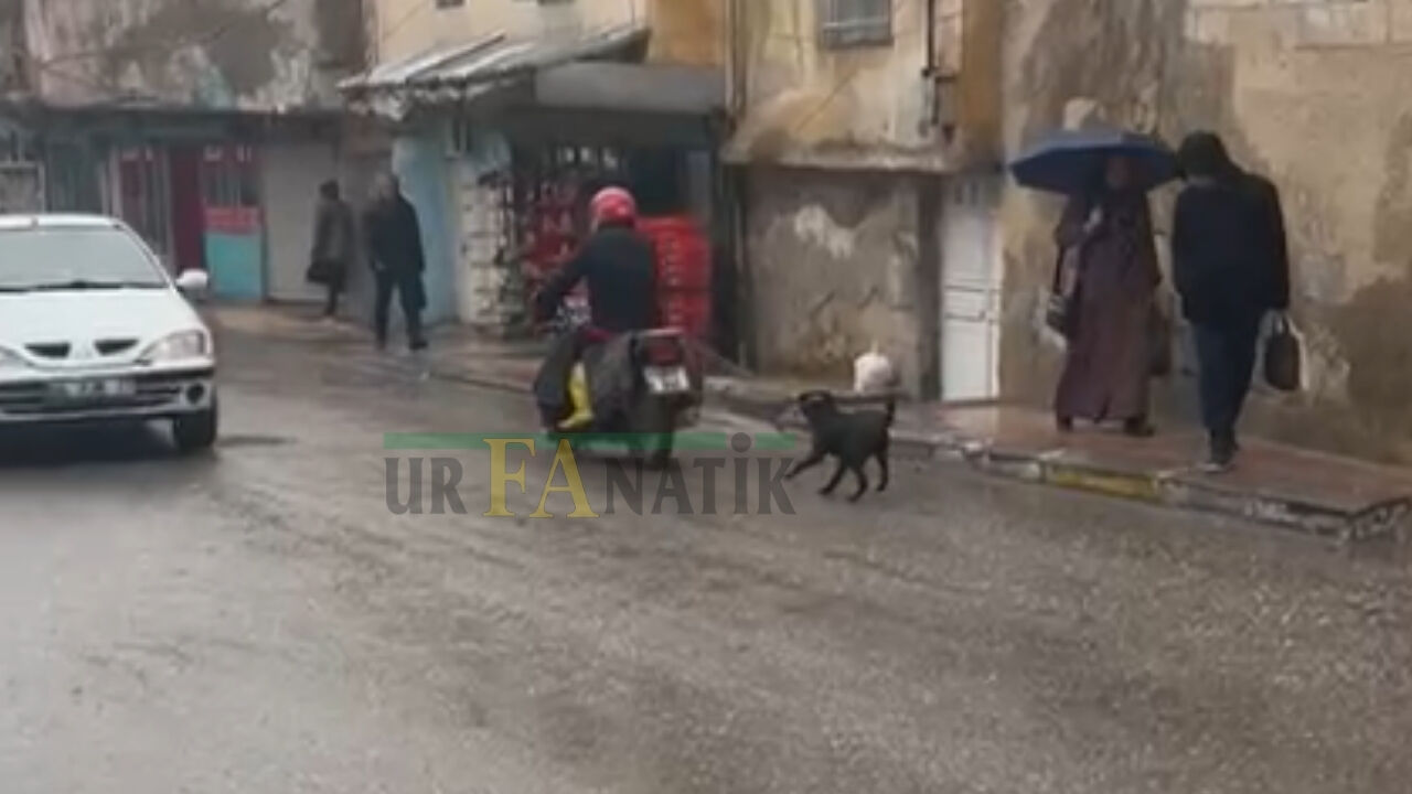 Şanlıurfa’nın Eyyübiye Ilçesinde Köpeği Motosikletle Çeken Sürücü Tepkilere Neden Oldu (3)