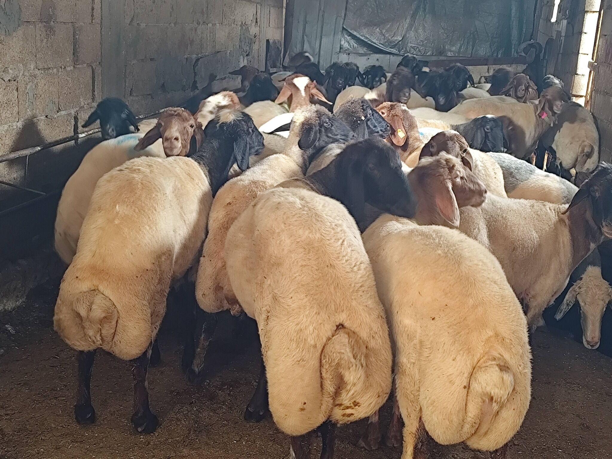 Şanlıurfa’da Kurban Pazarları Doldu Taştı! Pazarlıklar Kızıştı