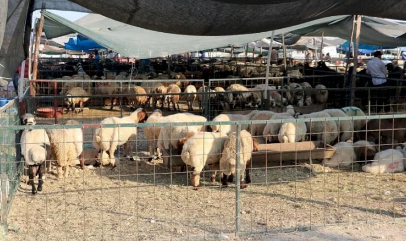 Eyyübiye Belediyesi Duyurdu O Bölgede Kurban Satışı Artık Yasak (1)