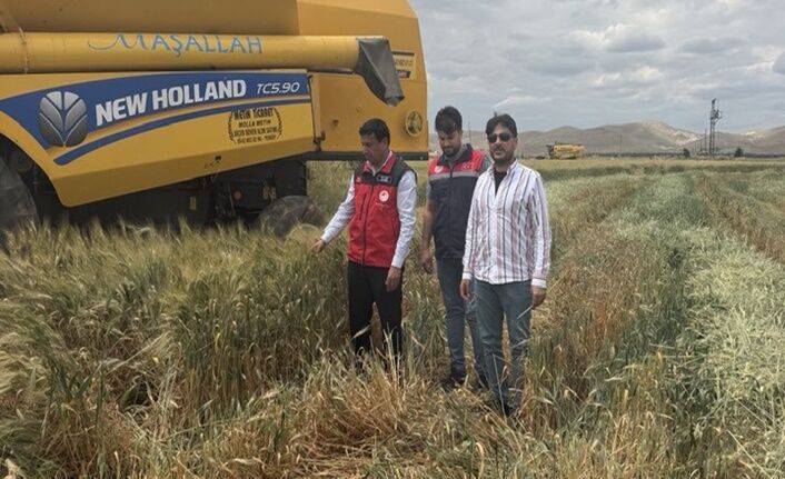 Şanlıurfa’da Üretilen Firik Dünyaya Gönderiliyor (1)
