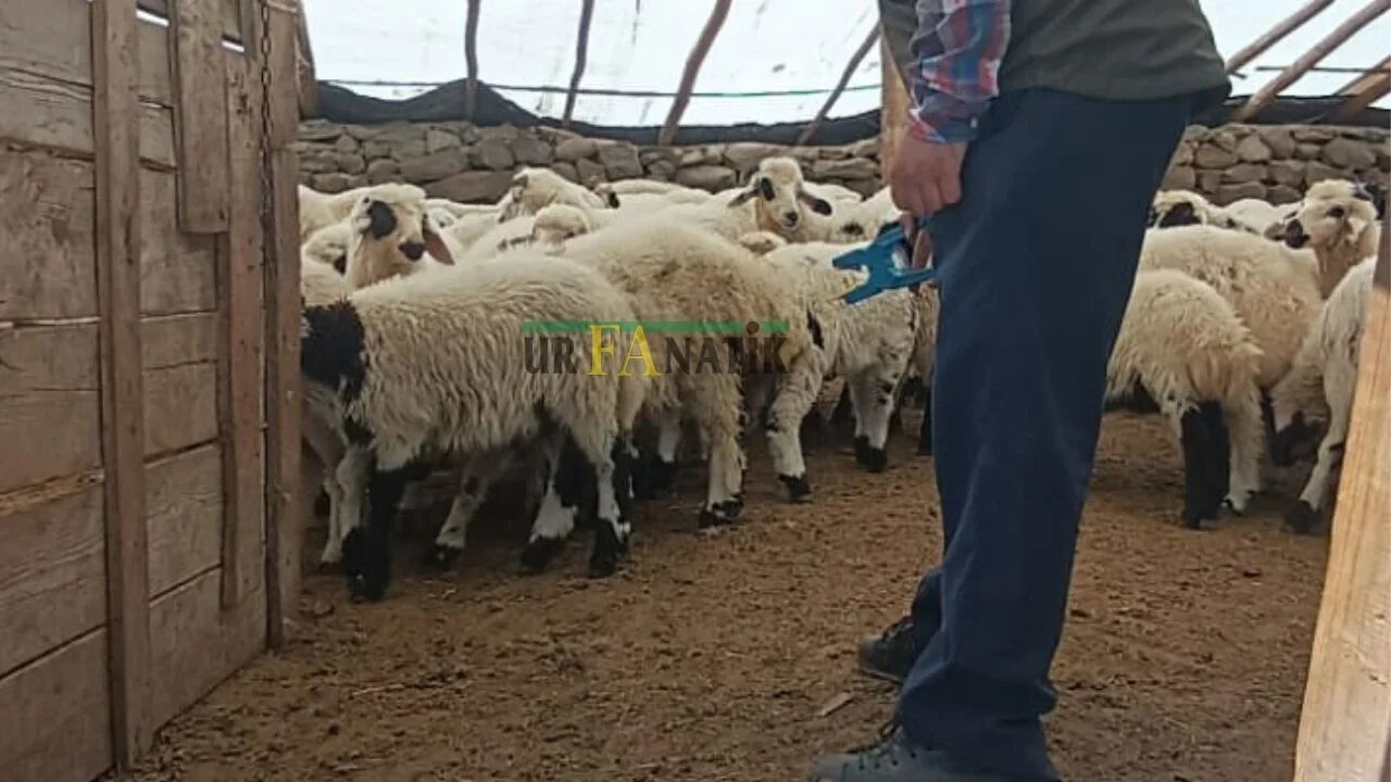 Şanlıurfa’nın Ceylanpınar Ilçesinde Kurban Bayramı Öncesi 10 Bin Erkek Kuzu Satışa Çıktı (2)