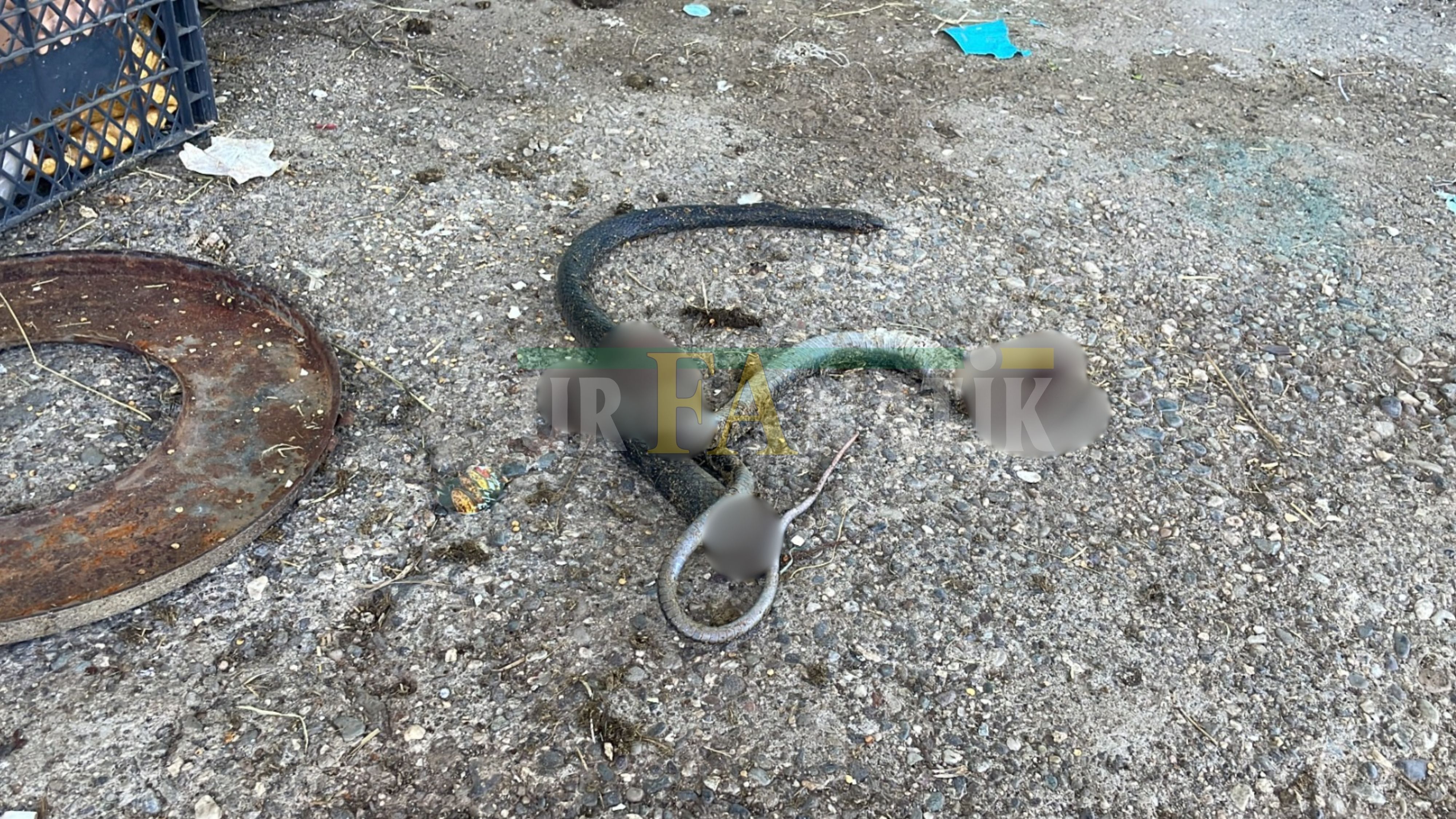 Yılanı Vurmak İsterken Facia Yaşandı Şanlıurfa’da 5 Kişi Silahla Vuruldu-1