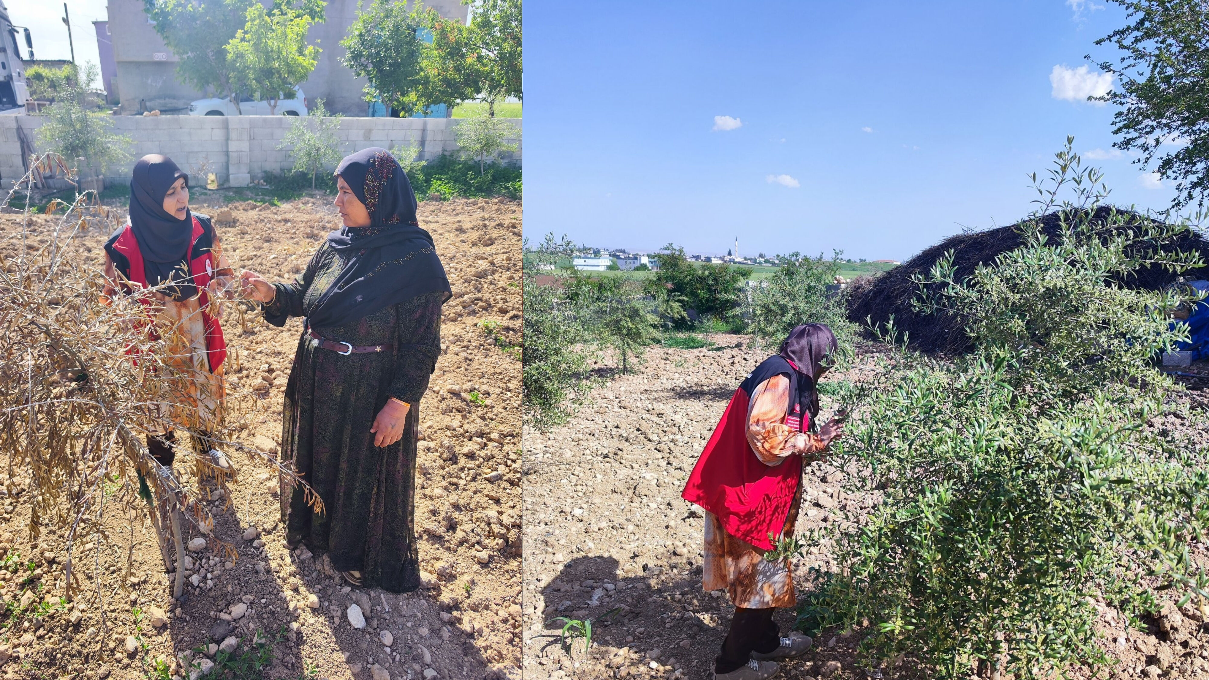 Yağişlar Ve Yanliş Sulama Hastaliği Teti̇kledi̇