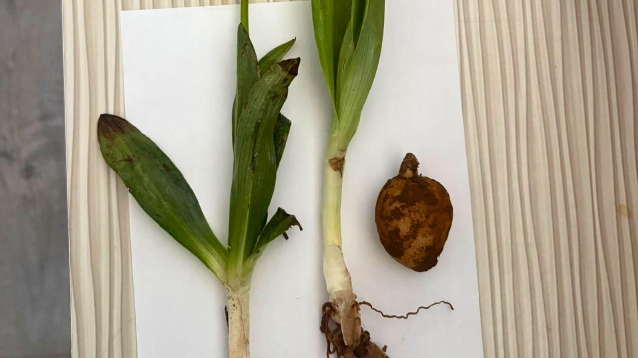 Yaklaşık 6 Kilogram Kaçak Salep Yumrusuna El Konuldu2