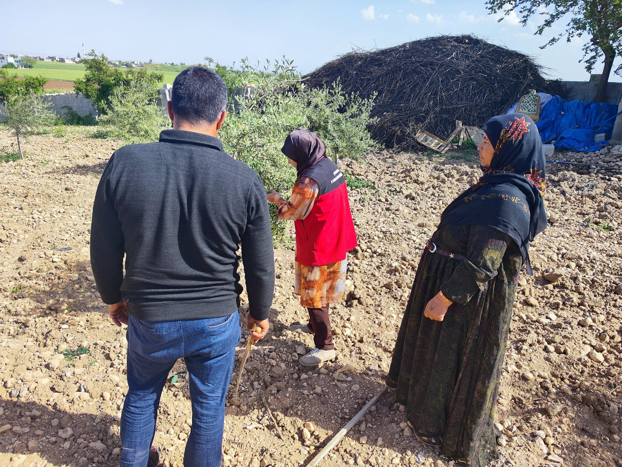 Zeytin Ağacı