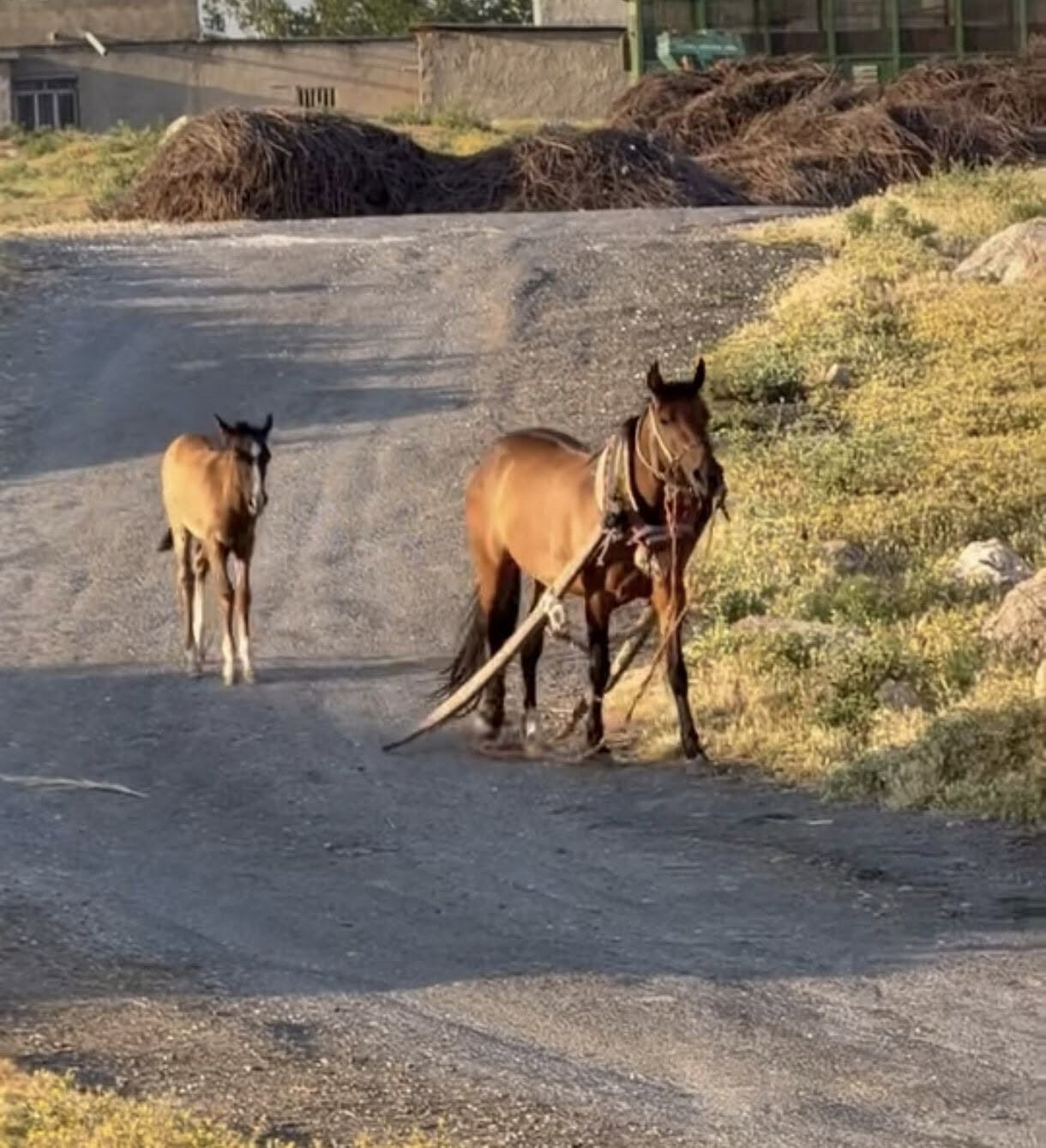 At Arabası Tarihi Sur Kapısına Çarptı
