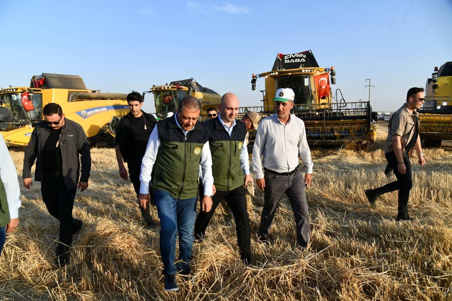 Ceylanpinar Ti̇gem'de Altin Sarisi Buğday Hasadi Başladi (2)