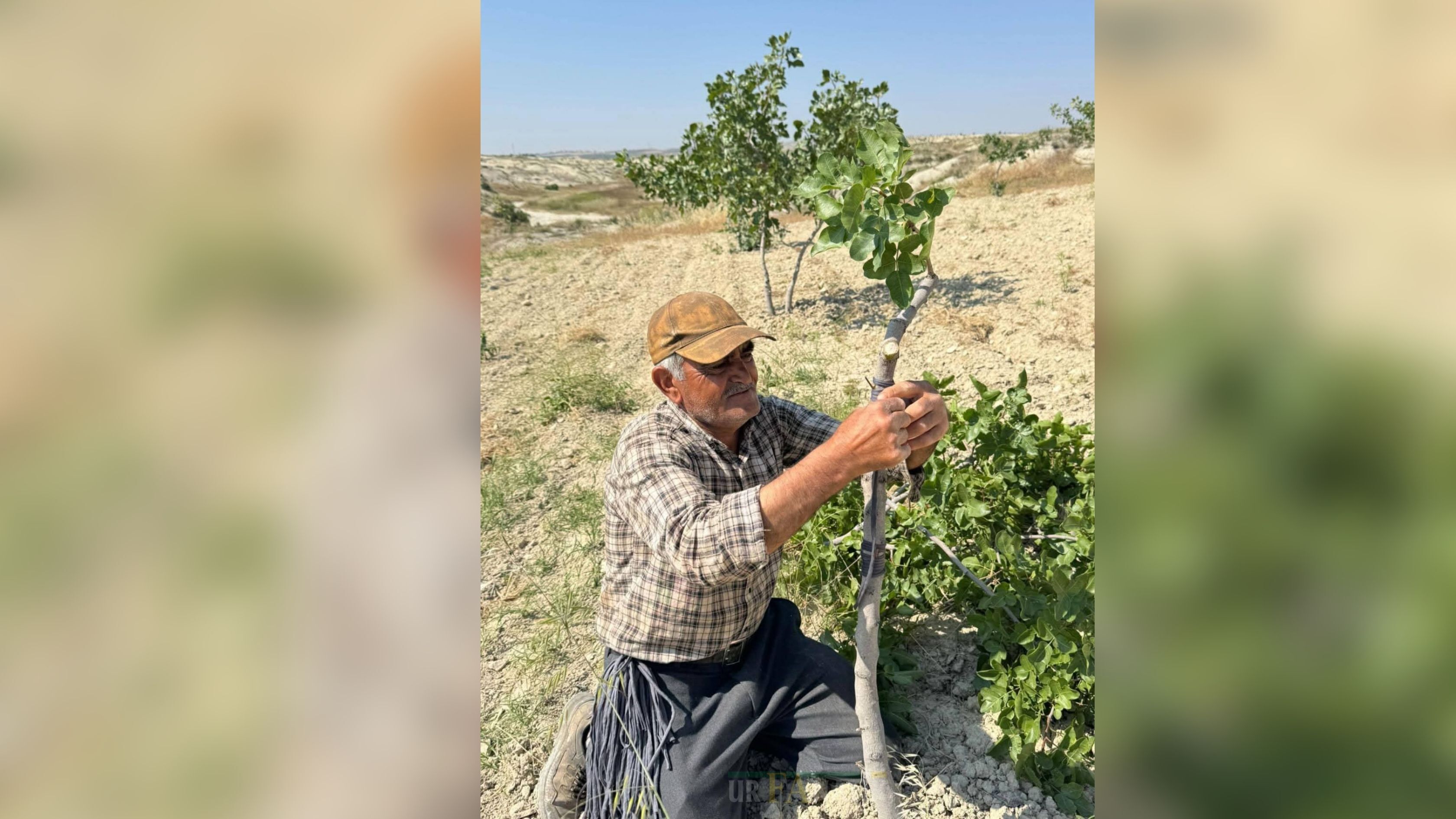 Fıstık Aşısı