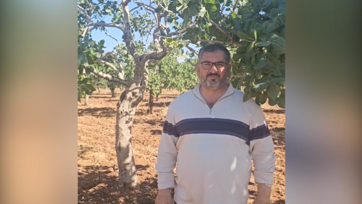 Fıstık Üretiminde Büyük Sorun Aşı Kalemleri Tek Tek Çalınıyor