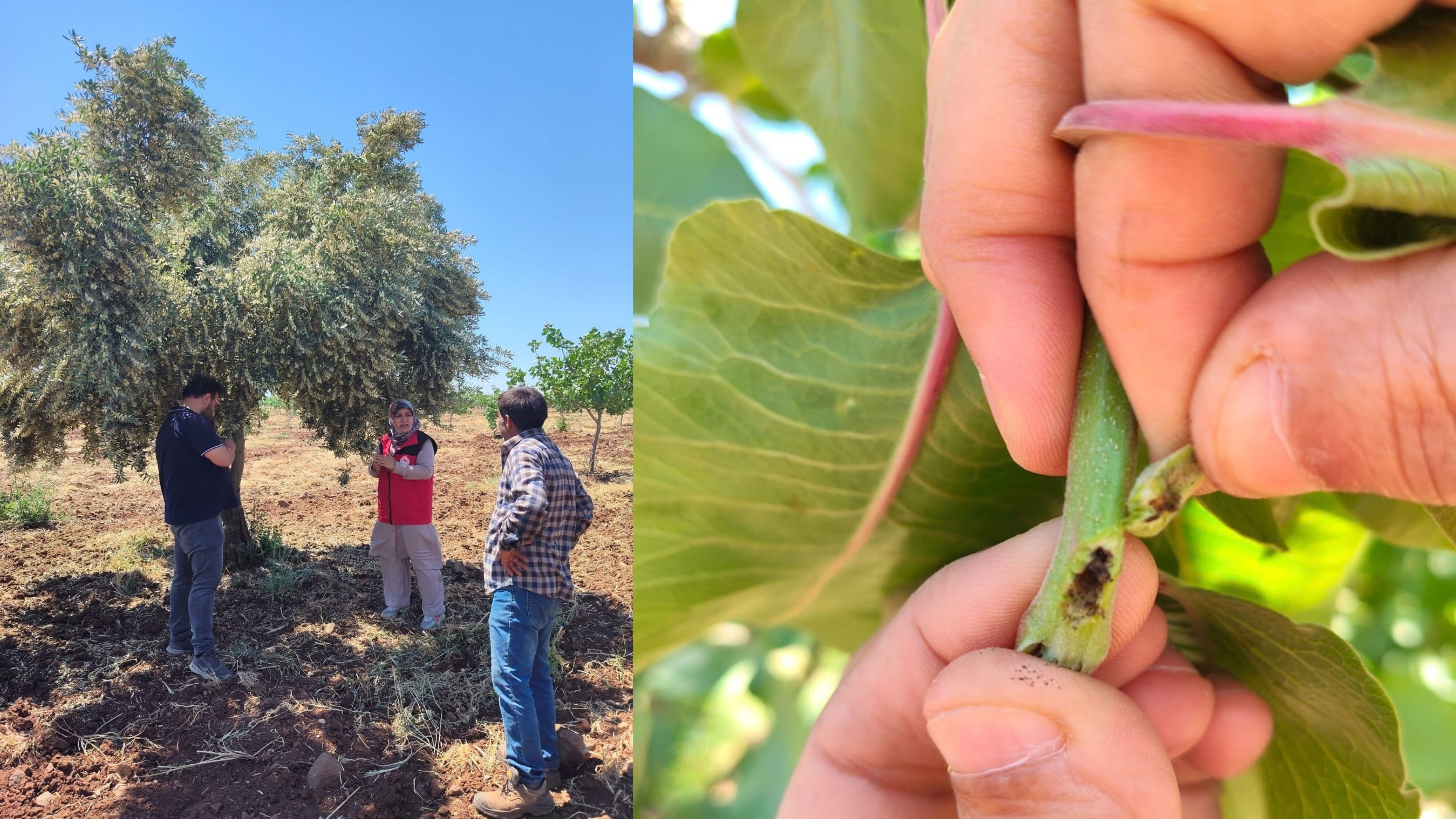 Fıstık Ve Zeytin Bahçelerinde Denetim