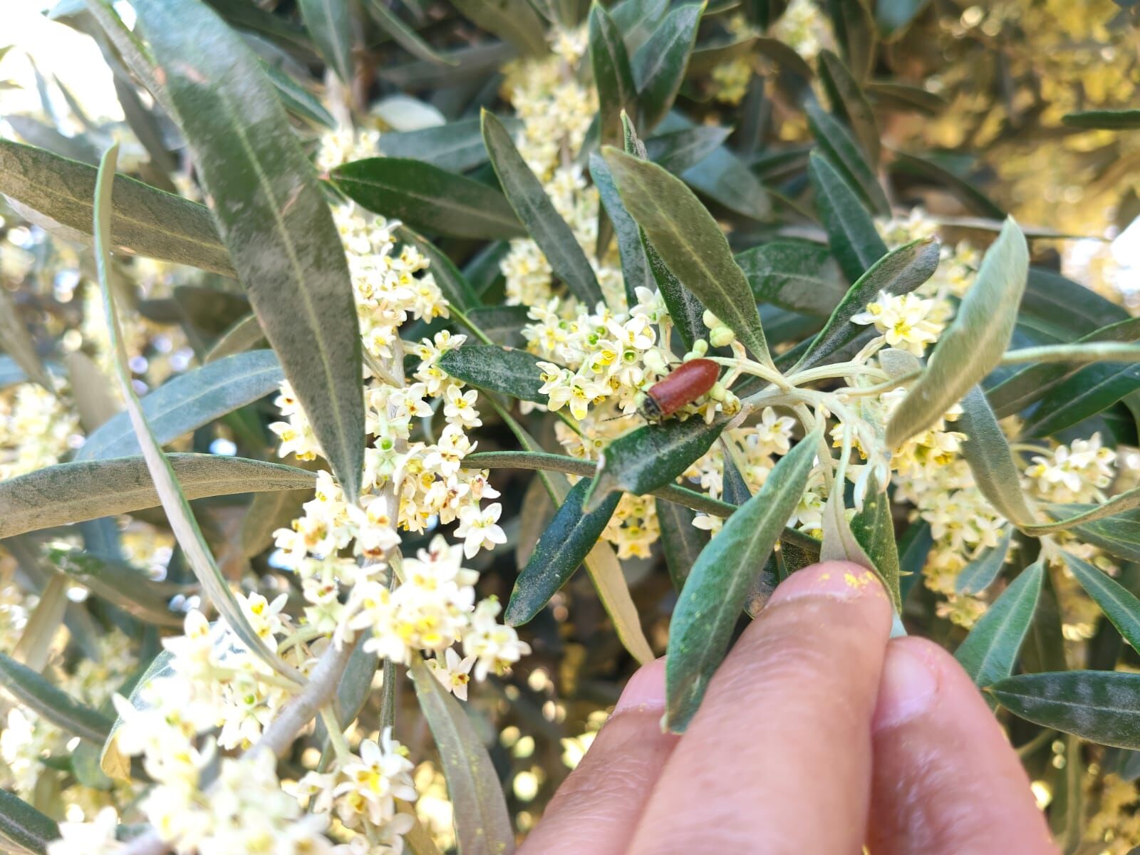 Haliliye İlçesinde Ait Fıstık Ve Zeytin Bahçelerinde Denetim