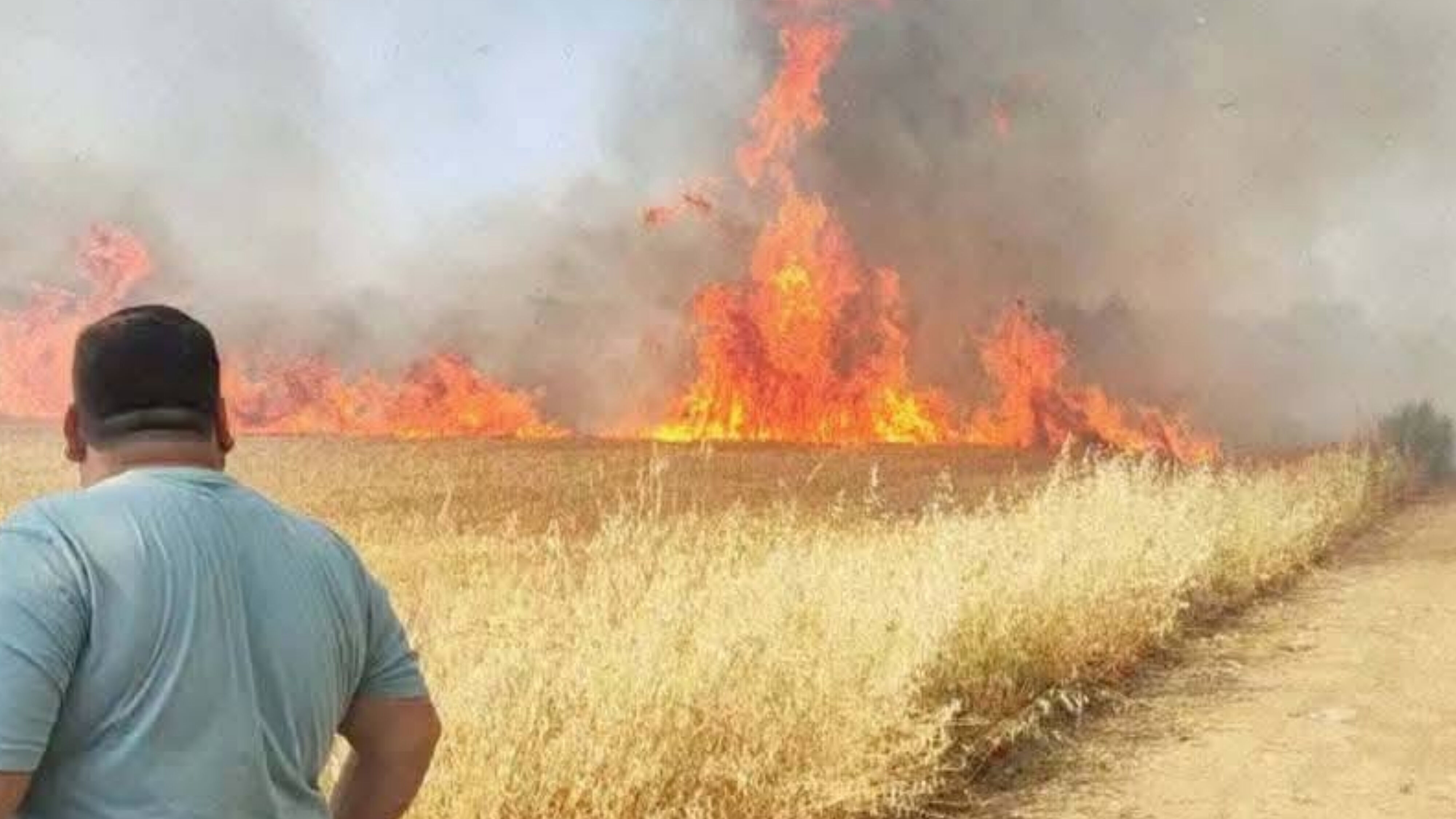 Harran’da Buğday Tarlasında Yangın 50 Dönümlük Alan Kül Oldu (2)