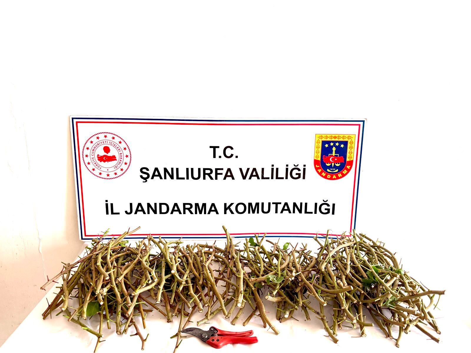 Jandarma Fıstık-1