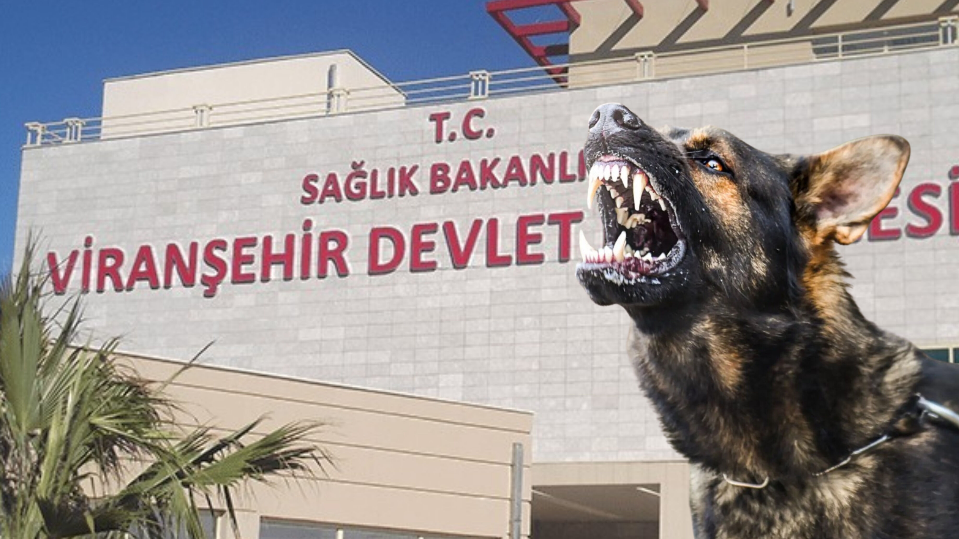 Köpek Saldırısı 2