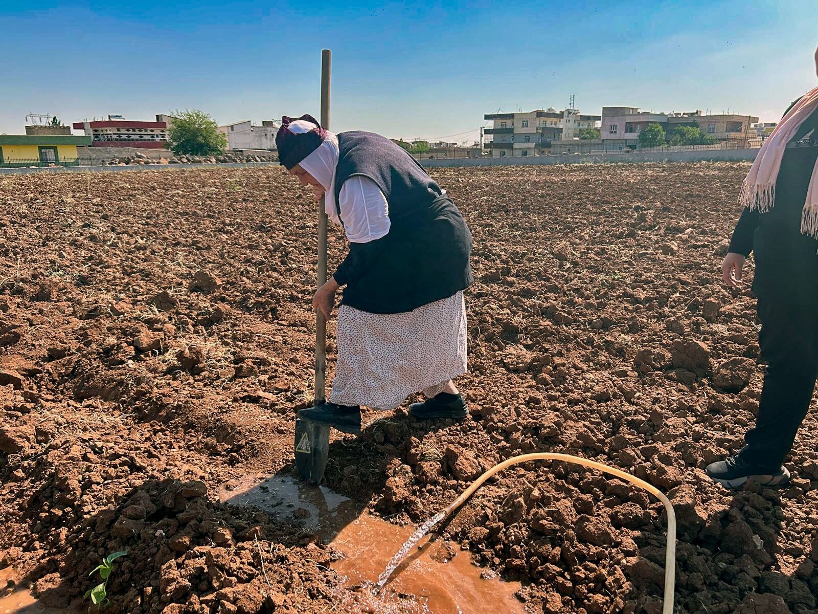 Şanlıurfa’da Domates, Biber Ve Şelengo Tohumları Toprakla Buluştu (1)