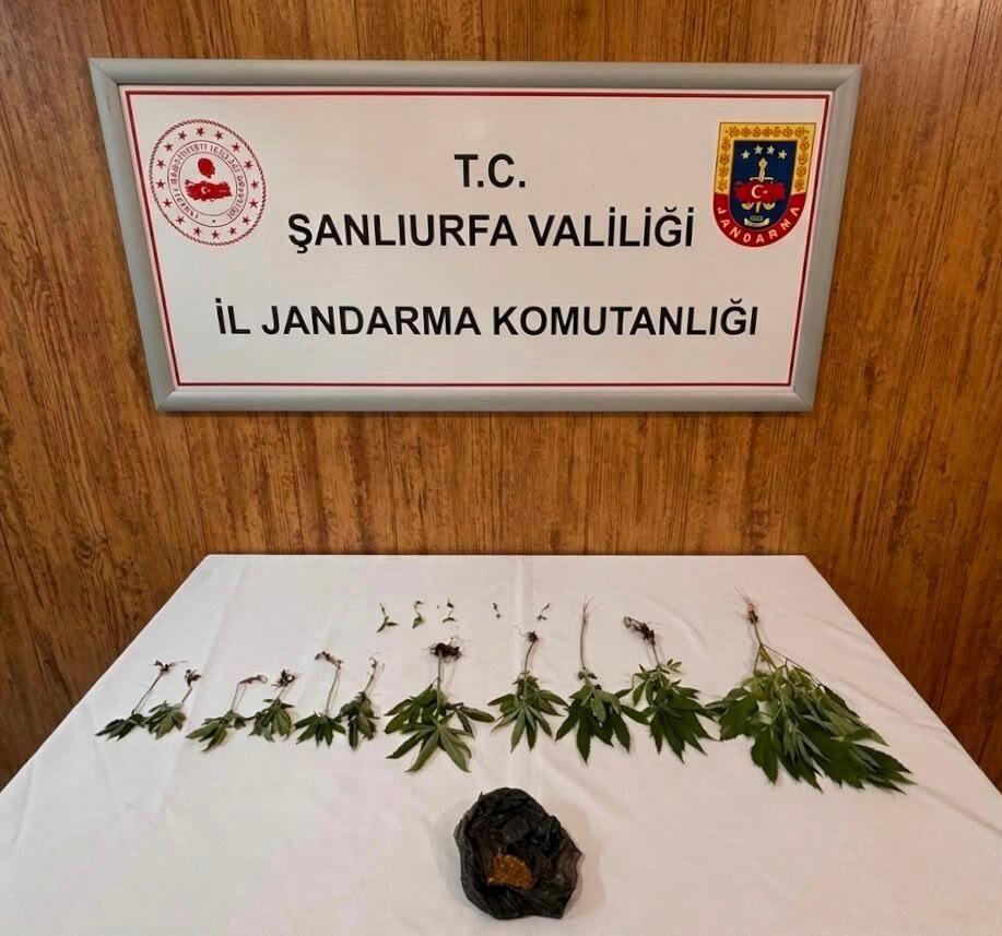 Şanlıurfa'da Jandarmadan Uyuşturucu Operasyonu 20 Kök Kenevir Ele Geçirildi