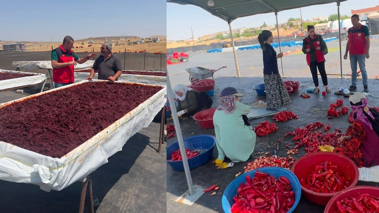 Sera Kırmızı Biber Sezonu 1