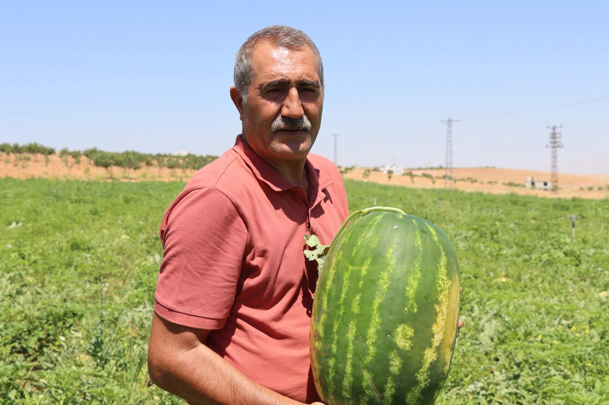 Şanlıurfa'nın Ünlü Yaylak Karpuzunda Hasat Başladı-2