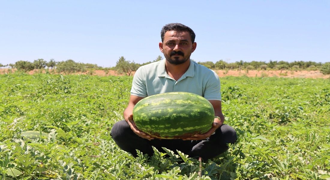 Şanlıurfa'nın Ünlü Yaylak Karpuzunda Hasat Başladı