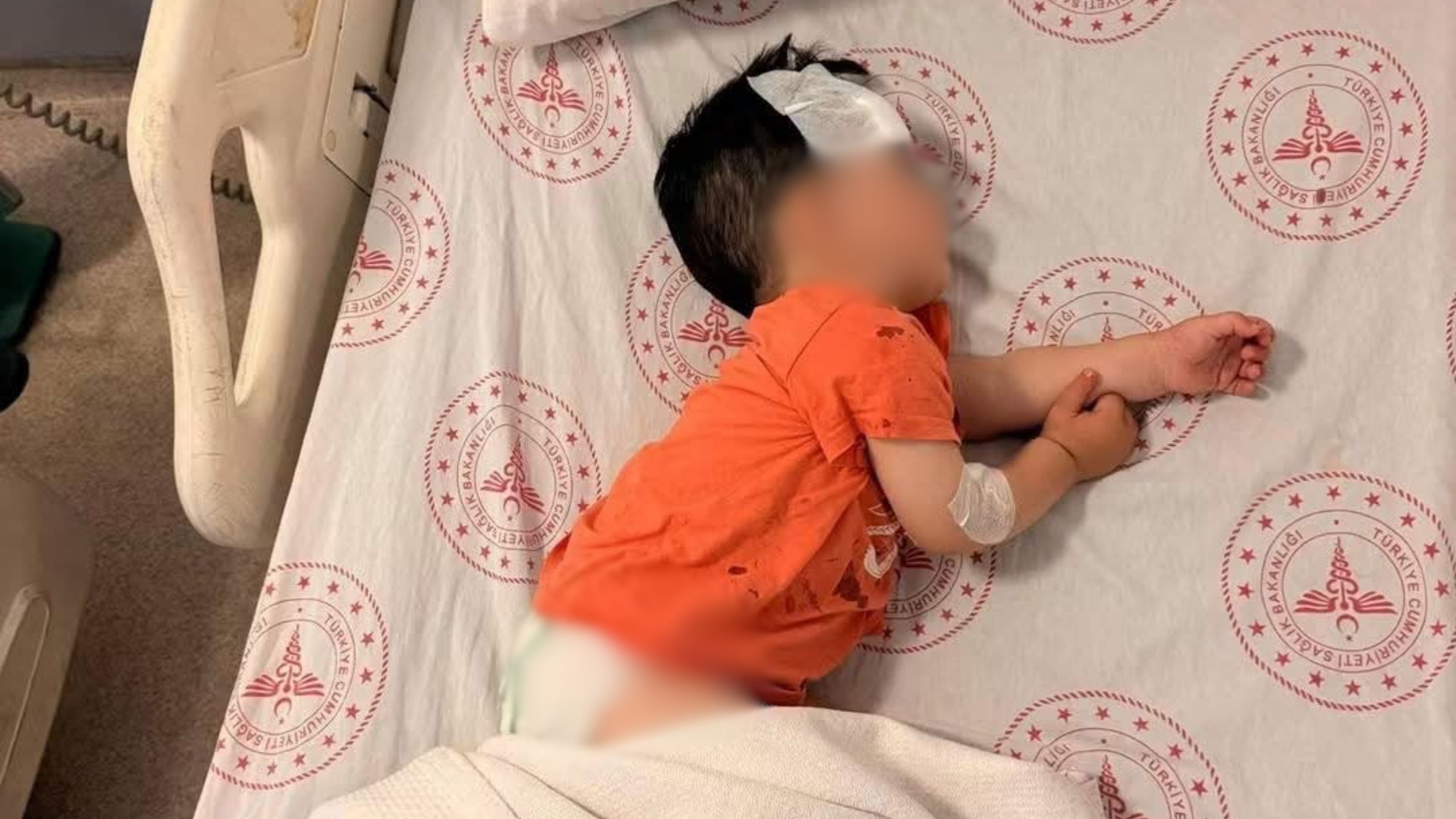 Başıboş Köpekler Saldırdı