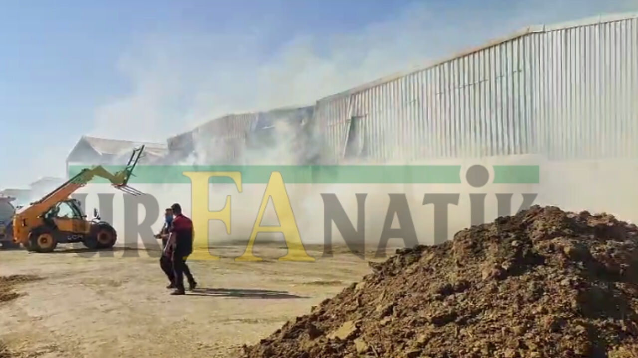 Şanlıurfa'da Dev Hayvan Çiftliğinde Büyük Yangın! (4)