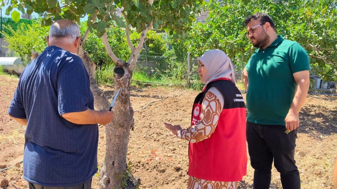 Şanlıurfa'da Fıstık Ağaçları Neden Kuruyor (4)
