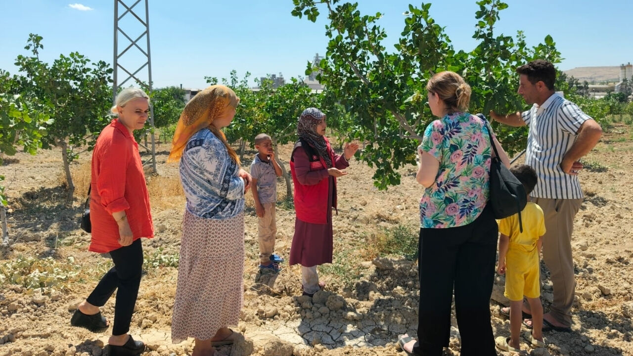 Şanlıurfa’da Fıstık Ve Zeytin Bahçelerinde Zararlı Tespit Edildi (3)
