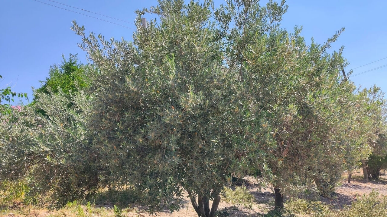 Şanlıurfa’da Fıstık Ve Zeytin Bahçelerinde Zararlı Tespit Edildi (4)