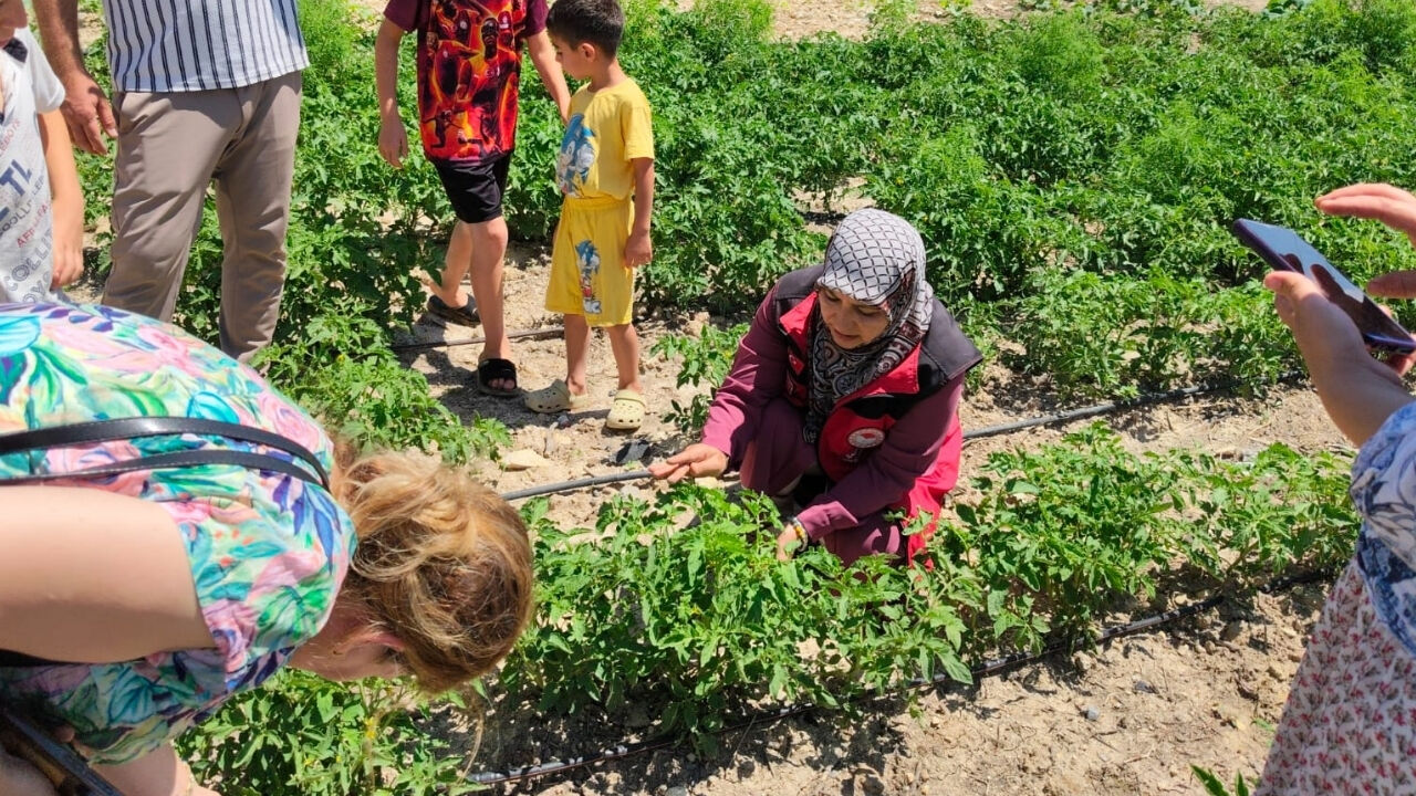Şanlıurfa’da Fıstık Ve Zeytin Bahçelerinde Zararlı Tespit Edildi (5)