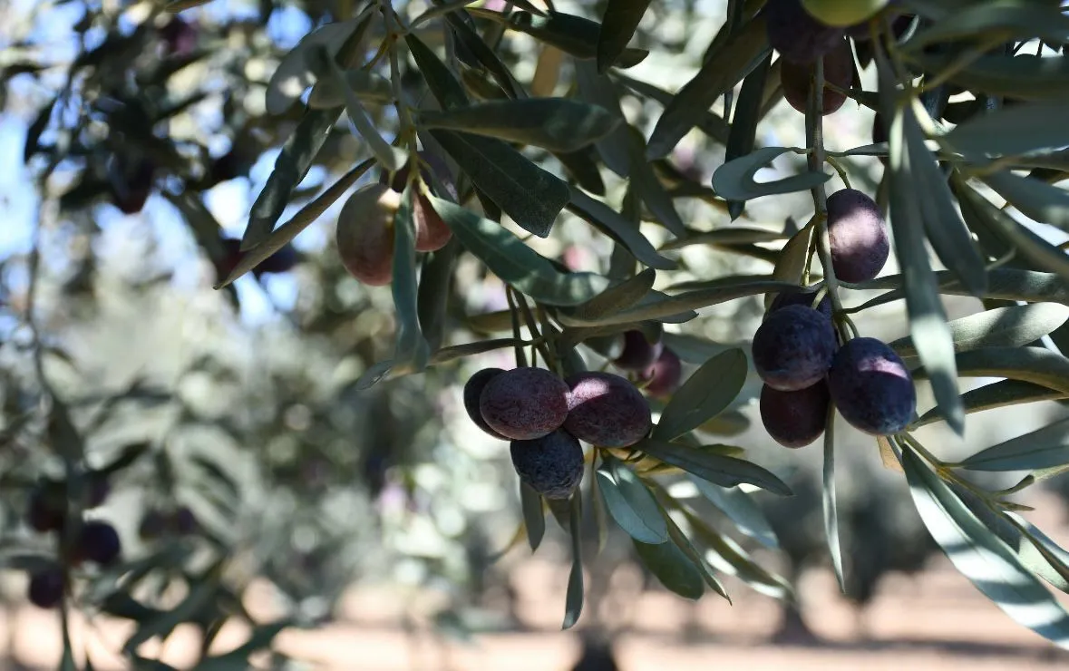 Şanlıurfa’nın Eyyübiye Ilçesi Altınbaşak Mahallesi’nde Bulunan Tescilli Anıt Zeytin Ağacı (1)-1