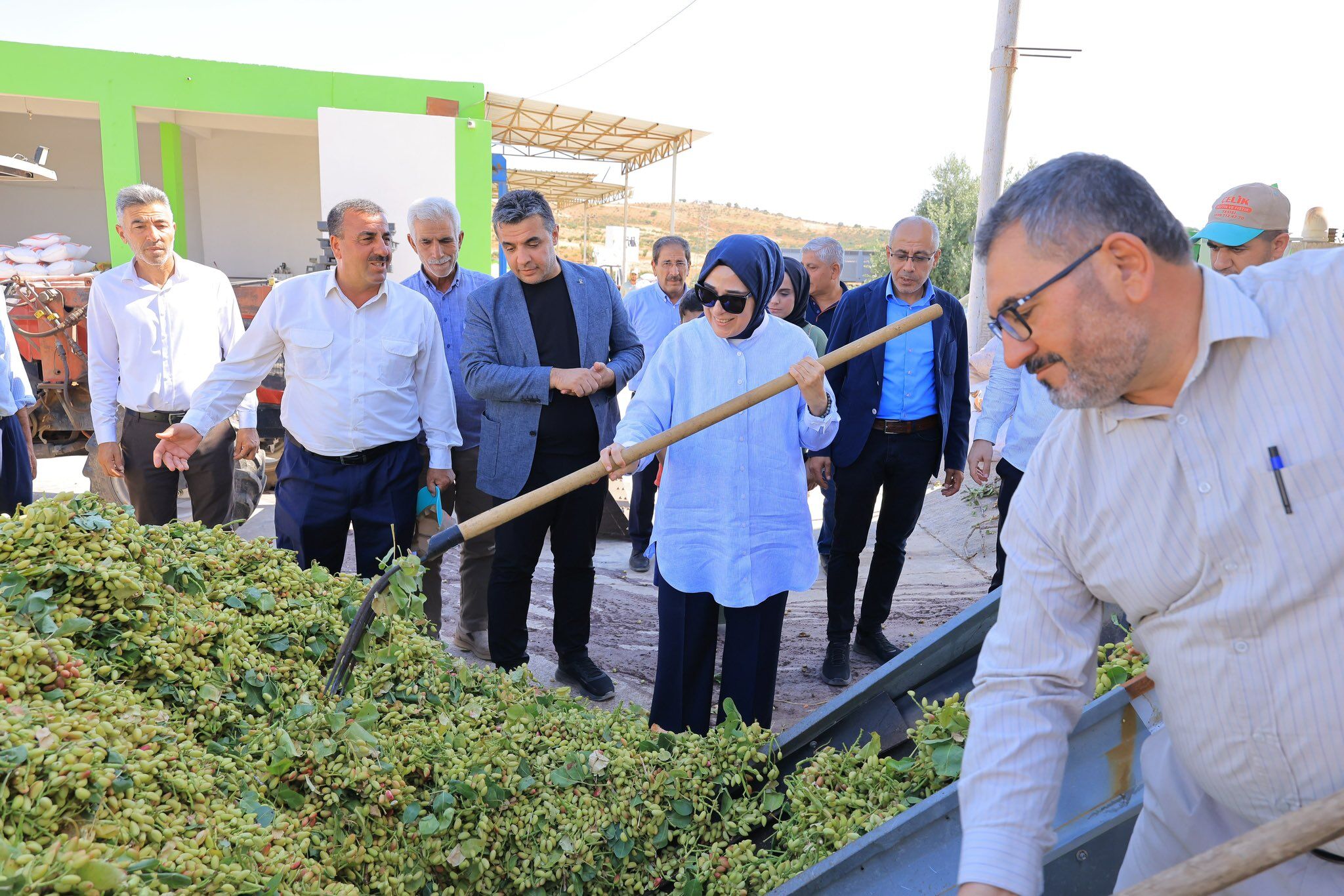 Milletvekili Fıstık Hasadı 1