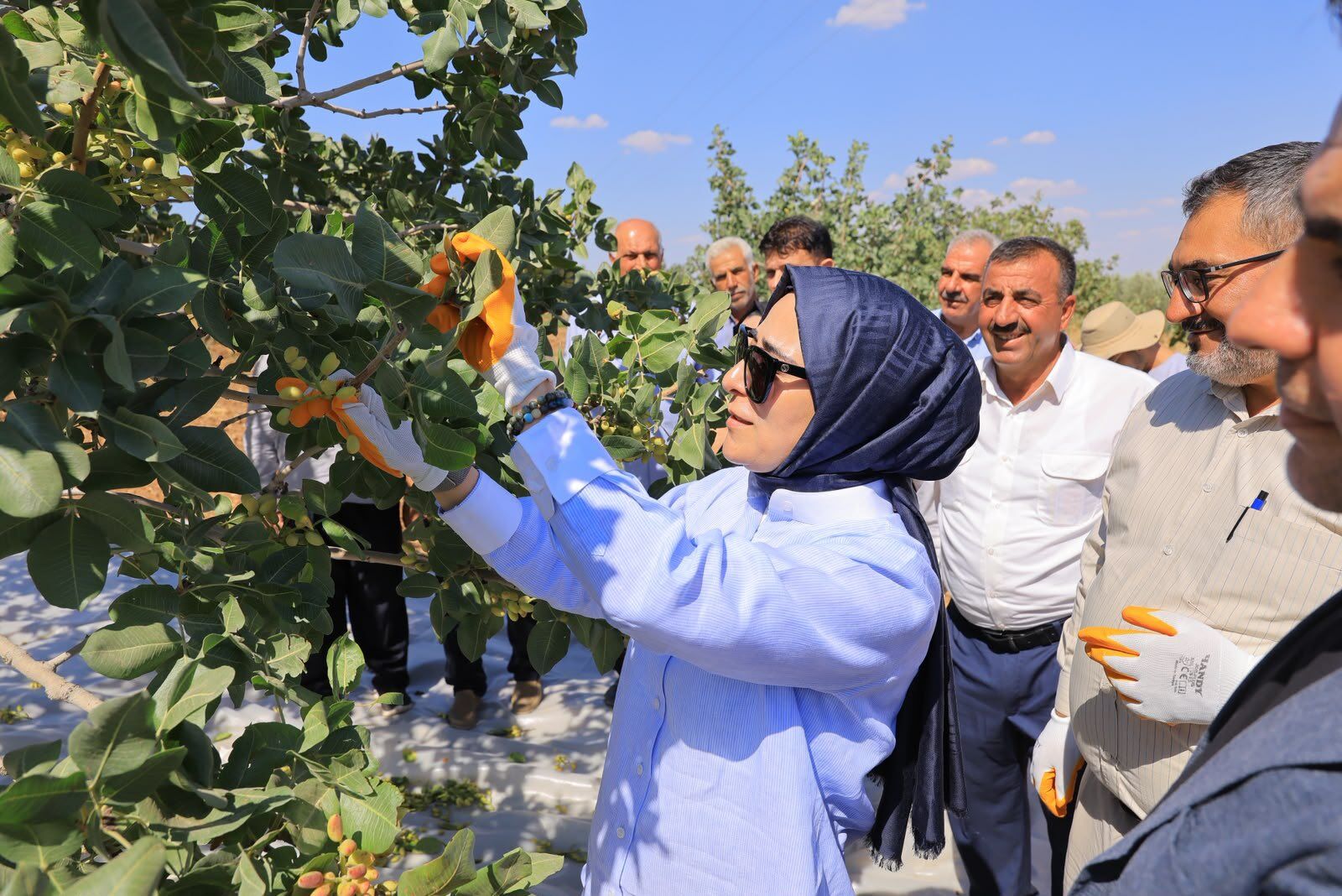 Milletvekili Fıstık Hasadı 3