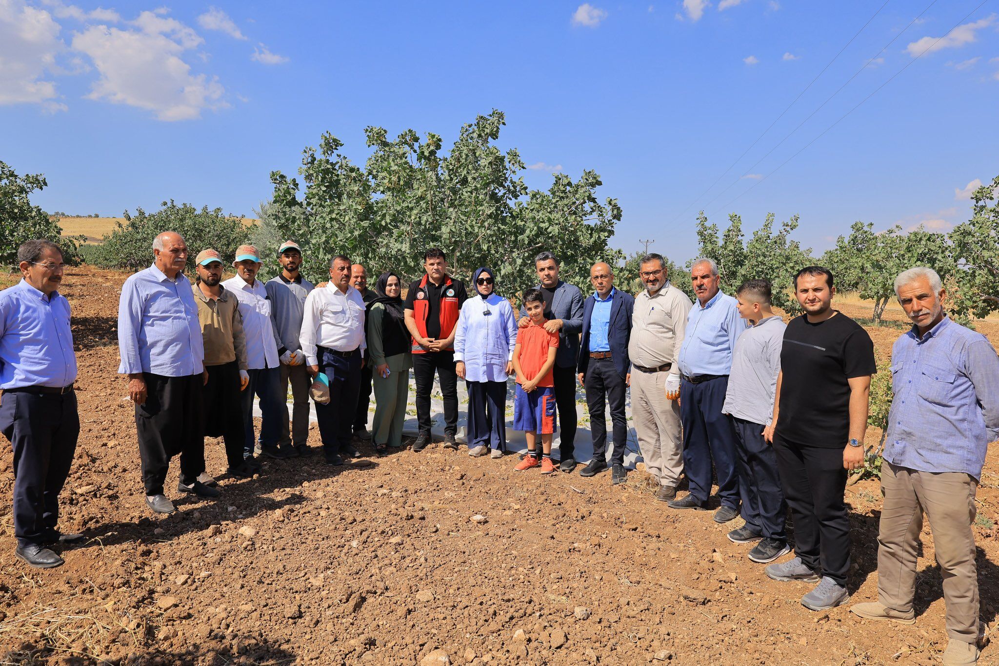 Milletvekili Fıstık Hasadı